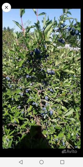 Участок 8 сот. (СНТ, ДНП)