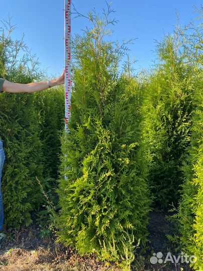 Туя западная Брабант 1.8 м Экстра
