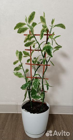 Педилантус