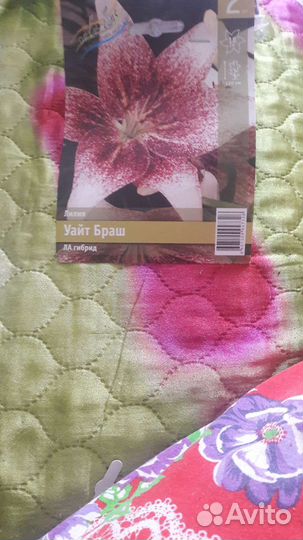 Сортовые лилии и домашние цветы