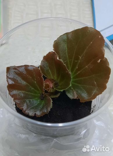 Бегонии вечноцветущие