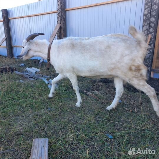 Нубийские козы