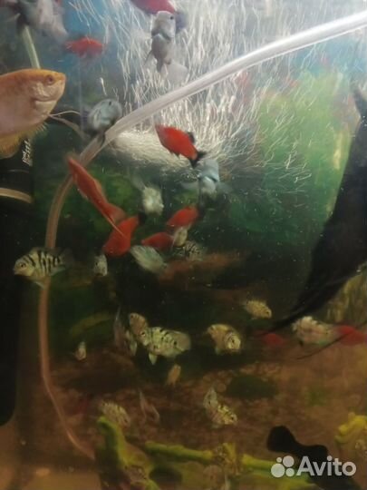 Аквариумные рыбки