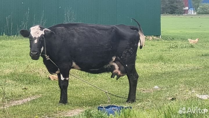 Корова дойная