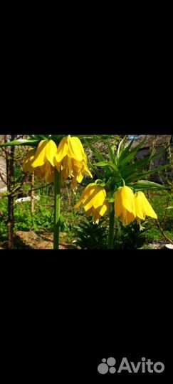 Луковицы рябчика императорского