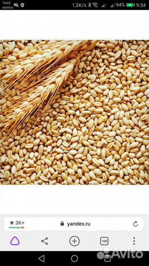 Пшеница, подсолнечник, ячмень