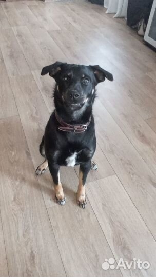 Собаки бесплатно в добрые руки