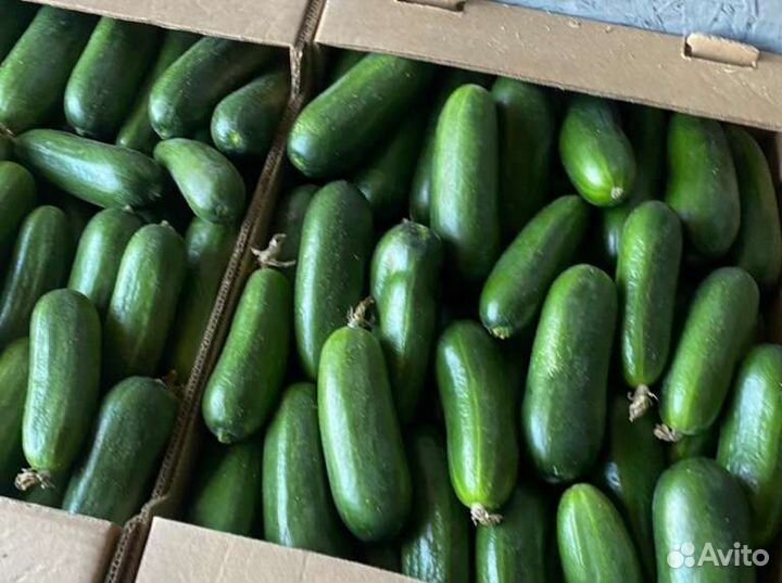 Огурцы свежие оптом