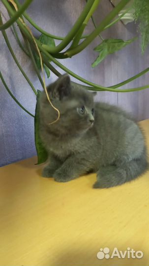 Британская кошка
