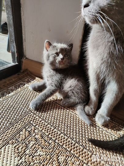Котенок бесплатно