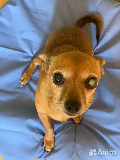 Маленький той-терьер Лаки в добрые руки