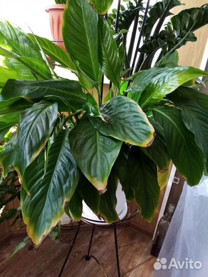 Спатифиллум