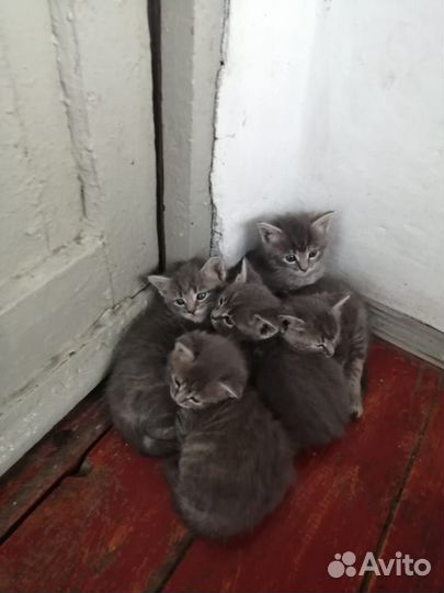 Котята в добрые руки