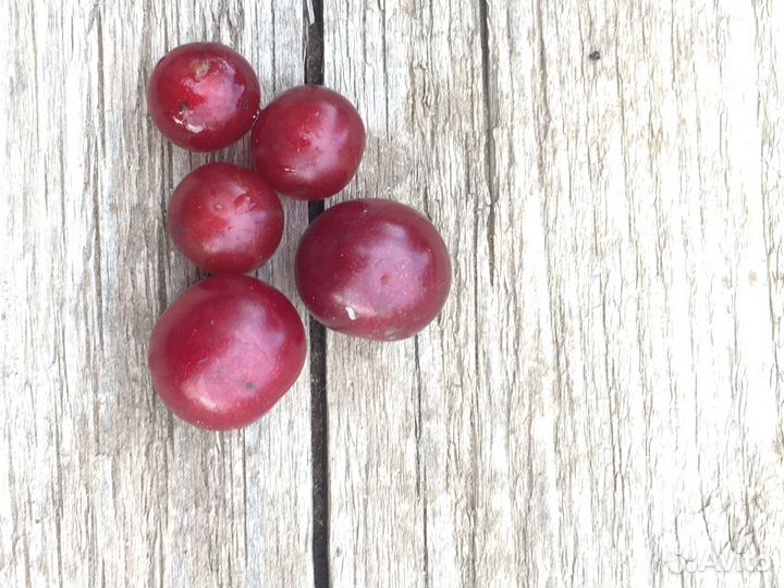 Красная черемуха