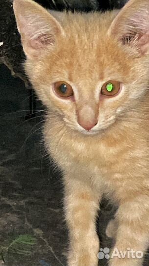 Котята в добрые руки бесплатно