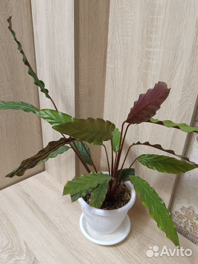 Калатея Руфибарба