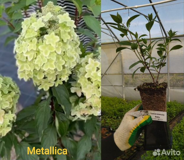 Гортензия Металлика, Скайфолл, Стронг Анабель и др