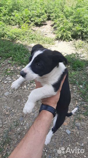 Отдам в добрые руки щенков 2 месяца