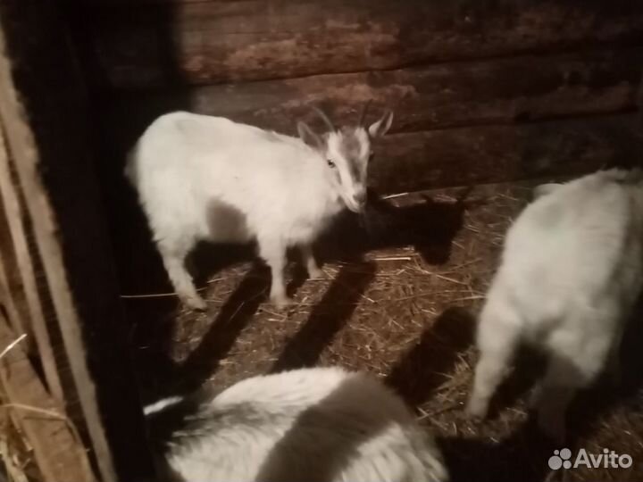 Альпийские козы