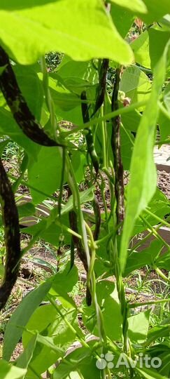 Фасоль стручковая