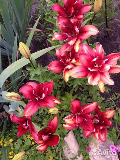 Шикарные лилии