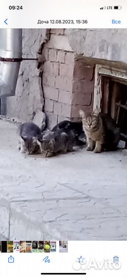 Четверо котят