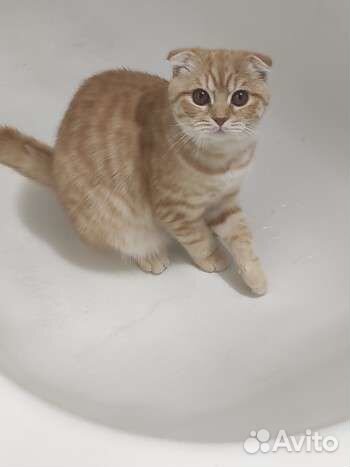 Шотландский кот вязка