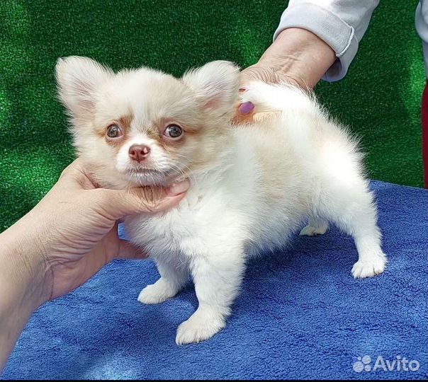 Кремовая длинношерстная чихуахуа