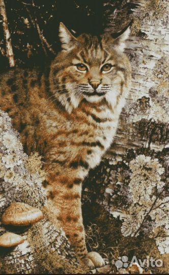 Схема для вышивки Рысь