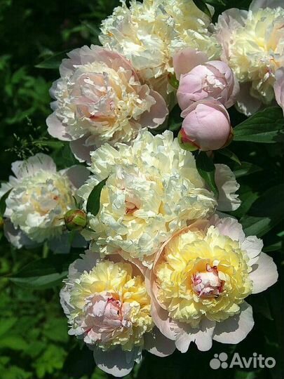 Жёлтые пионы в наличии