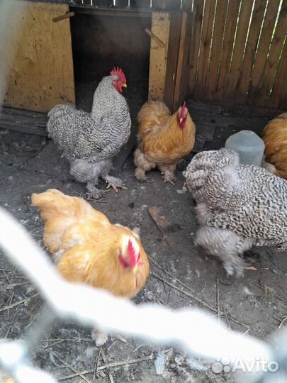 Петухи кохинхины