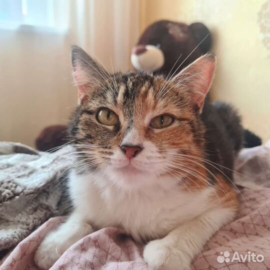 Кошечка в добрые руки