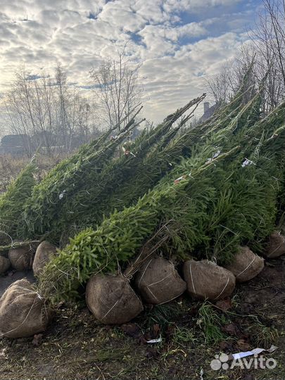Ель обыкновенная новогодняя