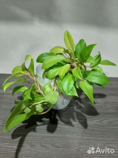 Филодендрон лемон лайм