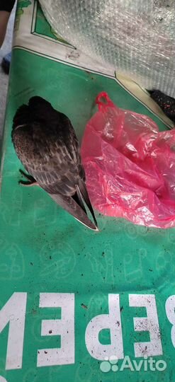 Голубь Африканский (пакет в подарок)
