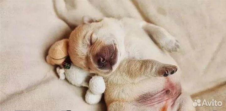 Вакцинация. Кастрация. Стерилизация передержка