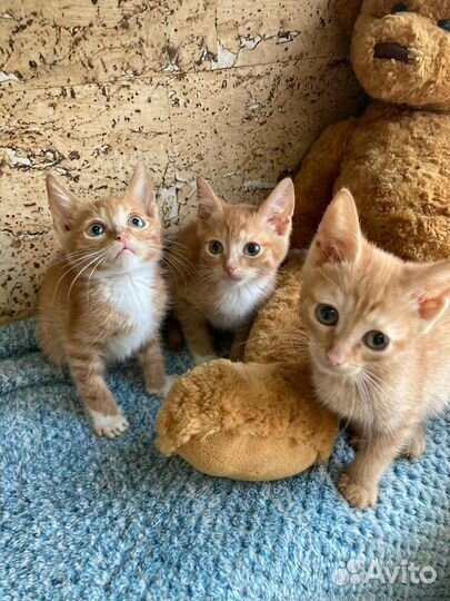 Рыжая банда ищет дом