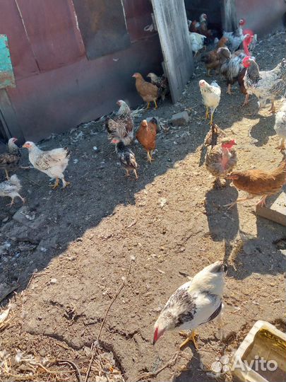 Продам кур молодок