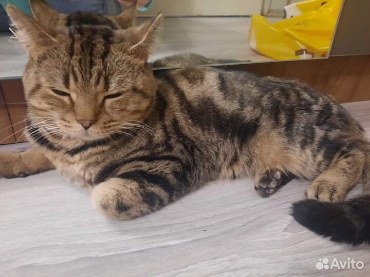 Шотландский кот в добрые руки