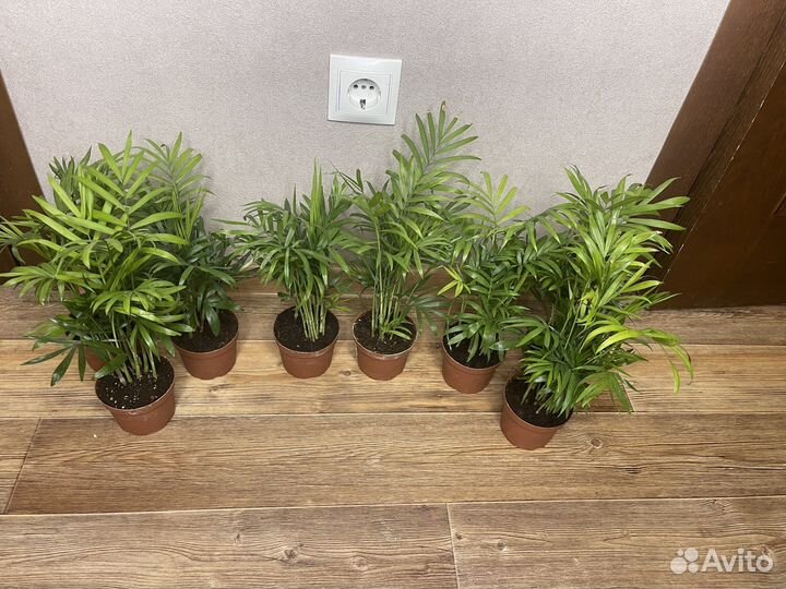 Комнатные цветы пальма хамедорея