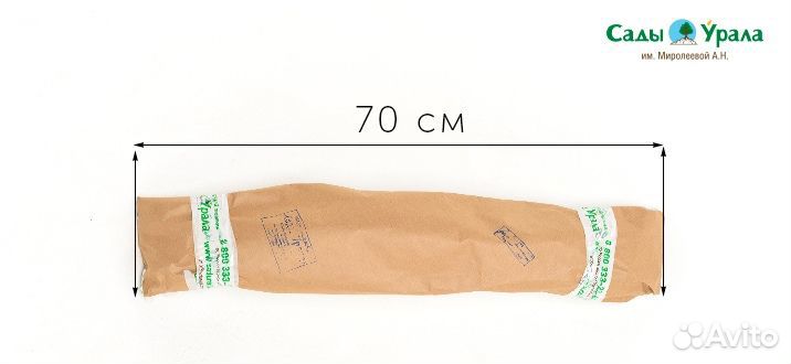 Абрикос Августин, саженцы окс, питомник Сады Урала