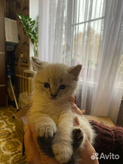 Кошки