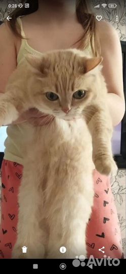 Потерялась кошка