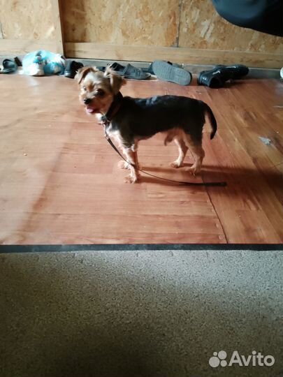 Домашние животные