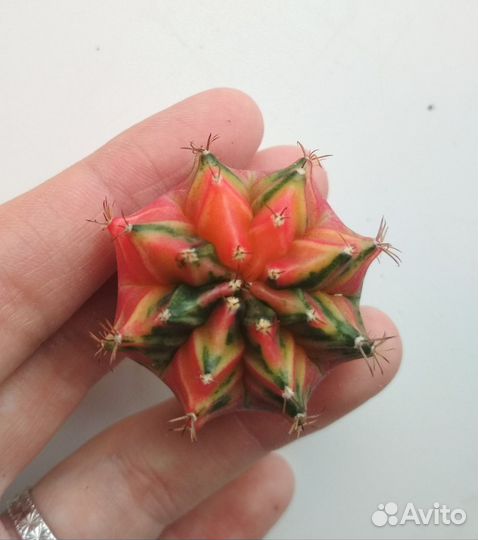 Вариегатные гибриды