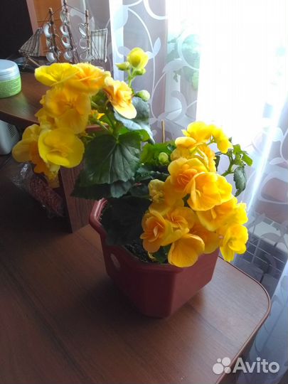 Бегония, укоренённые черенки