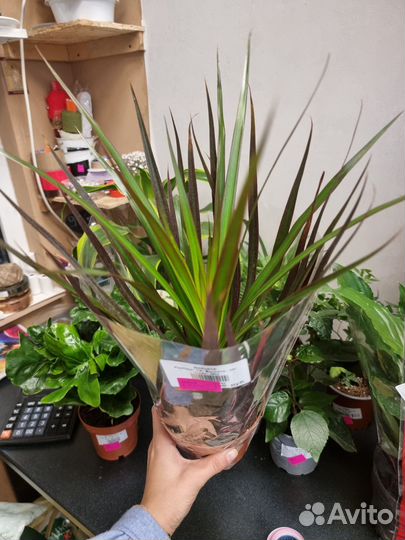 Драцена,драцена микс