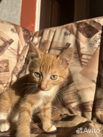 Котенок мальчик рыжий