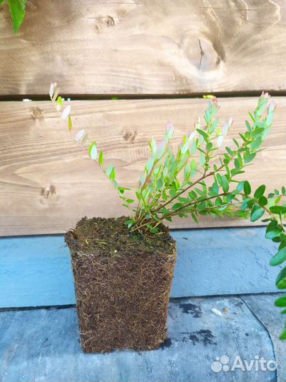 Клюква садовая (саженцы)