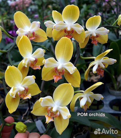 Сортовые азиатские подросхтки орхидей